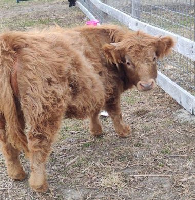 Yes, You Can Own A Fluffy Mini Cow And They Make Great Pets!