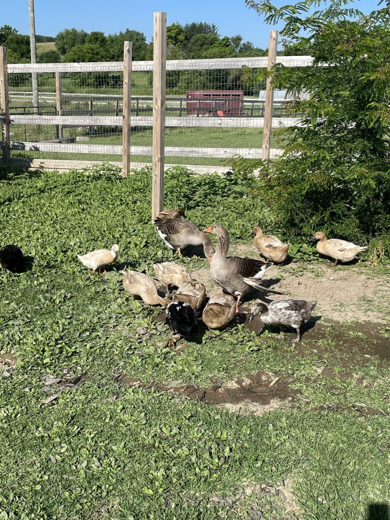 Chickens and Ducks - Davenport IA - Howling Acres Farms