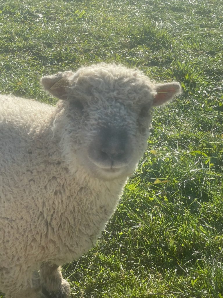 Babydoll Sheep - Davenport IA - Howling Acres Farms