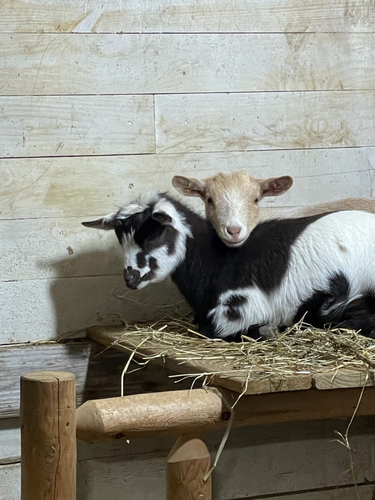 Nigerian Dwarf Goats For Sale - Davenport IA - Howling Acres Farms