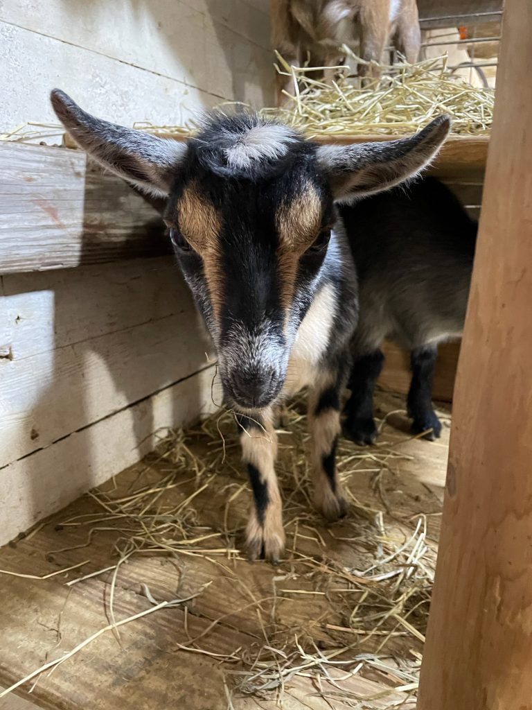 More Nigerian Dwarf Goats For Sale - Davenport IA - Howling Acres Farms