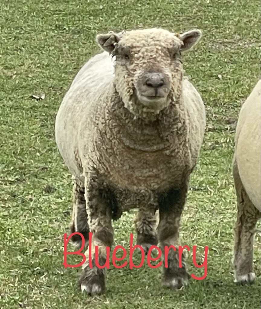 Blueberry, our off-white, purebred Babydoll Sheep