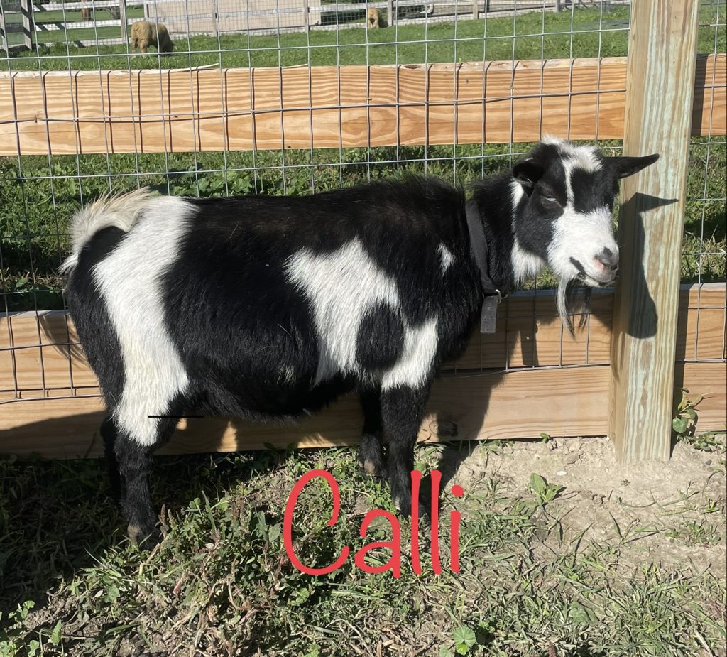 Nigerian Dwarf Goats For Sale - Davenport IA - Howling Acres Farms