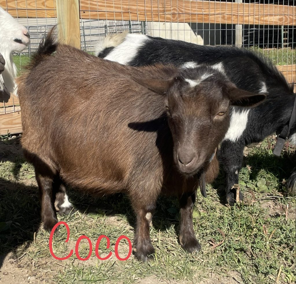 Meet Coco - Nigerian Dwarf Goats For Sale - Davenport IA - Howling Acres Farms