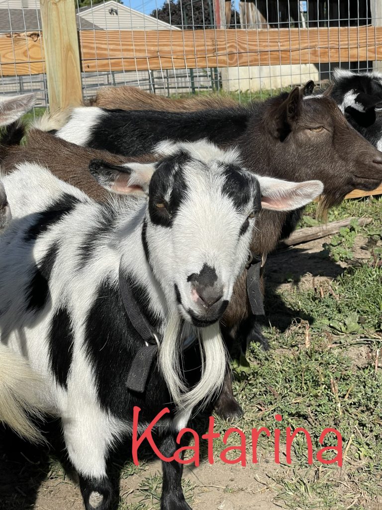 Meet Katarina - Nigerian Dwarf Goats For Sale - Davenport IA - Howling Acres Farms