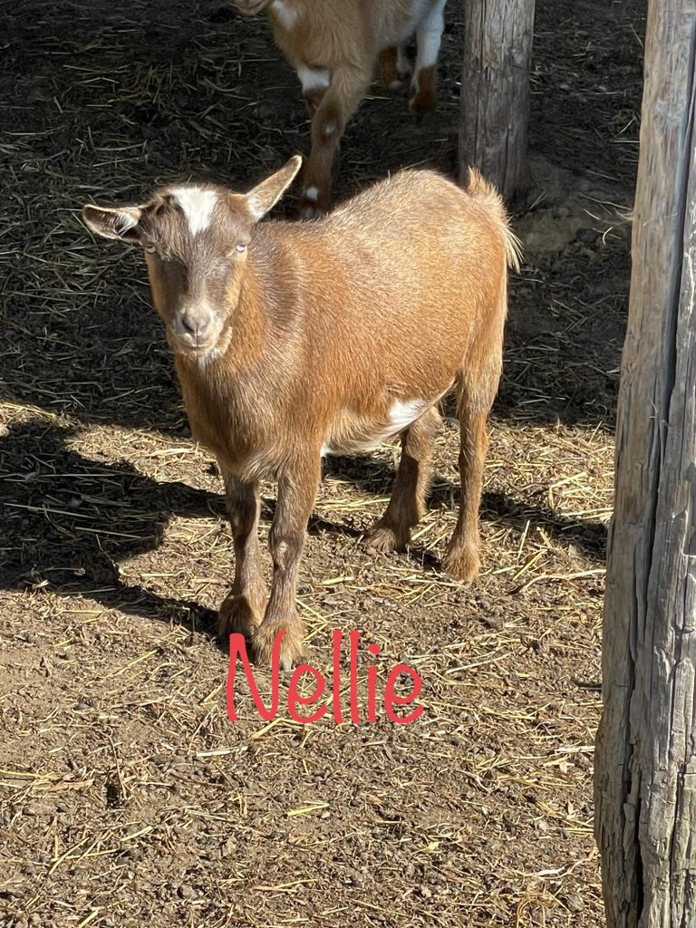 Meet Nellie - Nigerian Dwarf Goats For Sale - Davenport IA - Howling Acres Farms