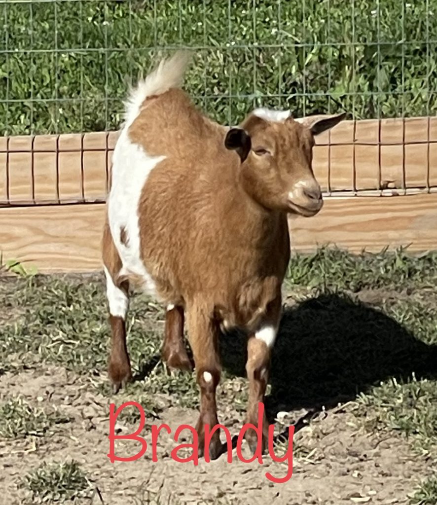 Meet Brandy - Nigerian Dwarf Goats For Sale - Davenport IA - Howling Acres Farms