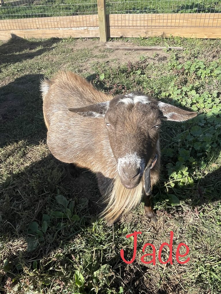 Meet Jade - Nigerian Dwarf Goats For Sale - Davenport IA - Howling Acres Farms