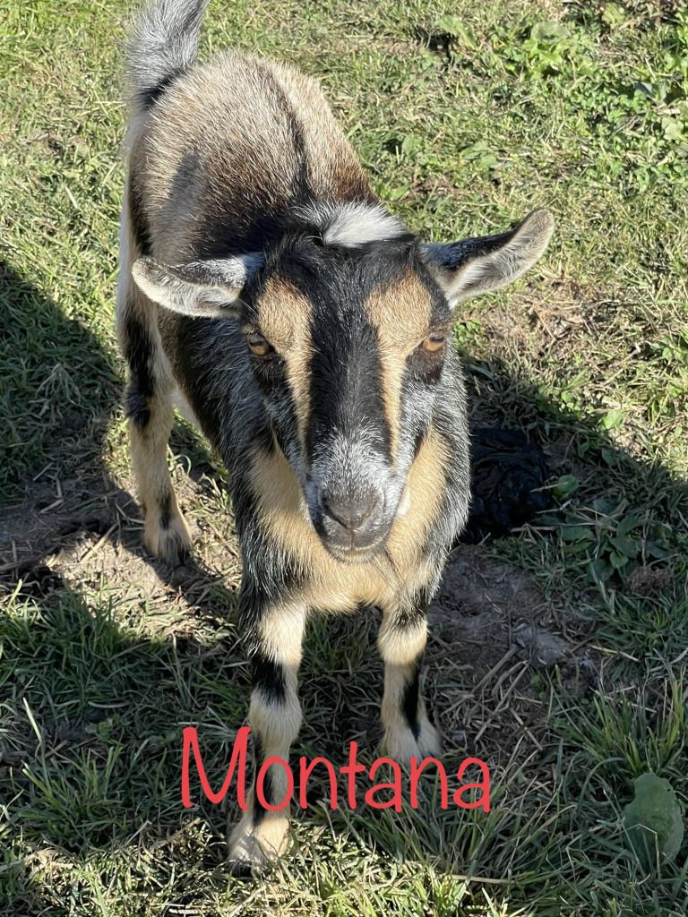 Meet Montana - Nigerian Dwarf Goats For Sale - Davenport IA - Howling Acres Farms