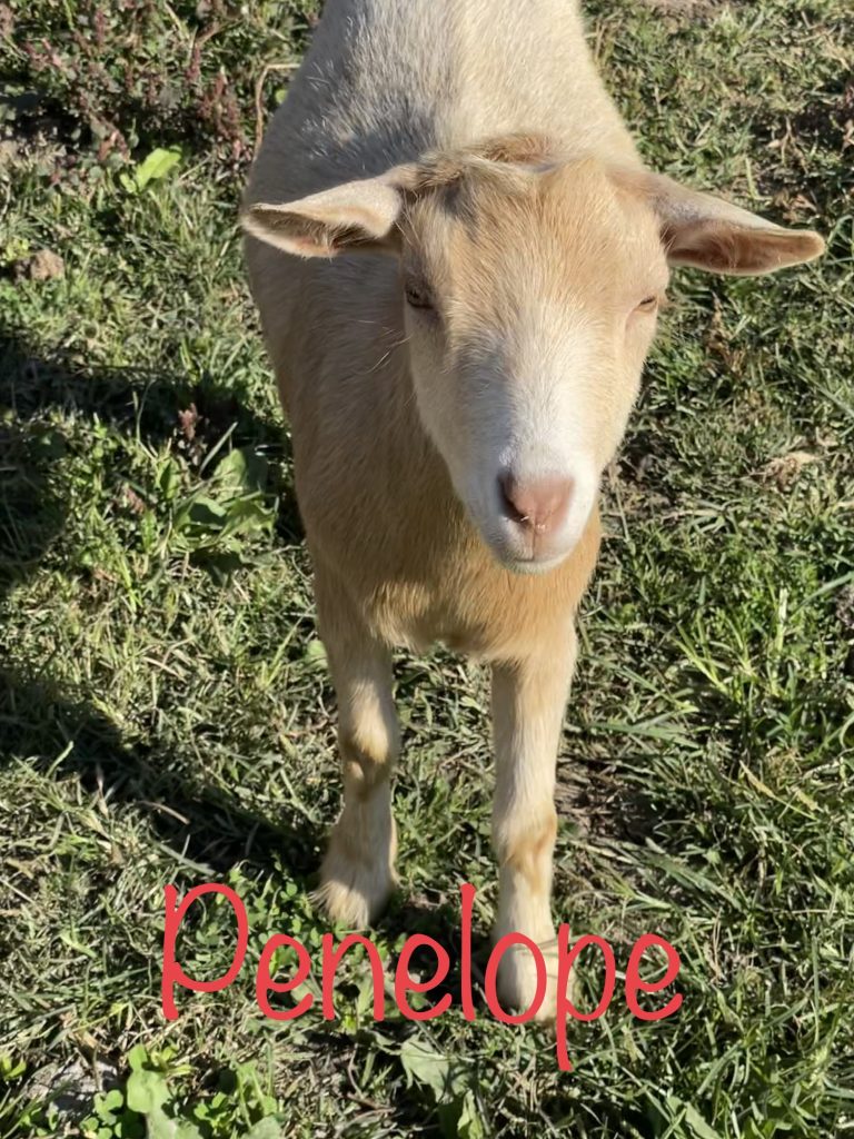 Meet Tia - Nigerian Dwarf Goats For Sale - Davenport IA - Howling Acres Farms