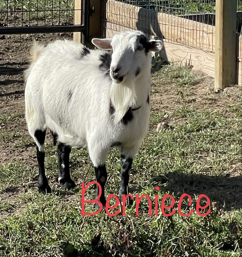 Meet Sweet Berniece - Nigerian Dwarf Goats For Sale - Davenport IA - Howling Acres Farms