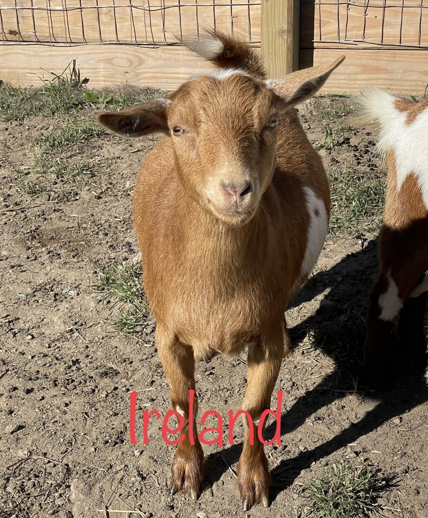 Meet Ireland - Nigerian Dwarf Goats - Davenport IA - Howling Acres Farms