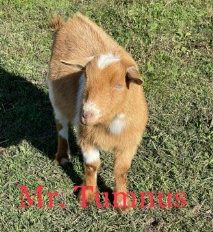 Mr. Tumnus - Nigerian Dwarf Goats For Sale - Davenport IA - Howling Acres Farms