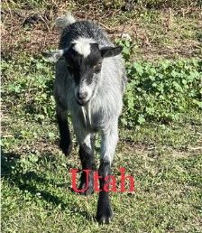 Meet Utah - Nigerian Dwarf Goats For Sale - Davenport IA - Howling Acres Farms