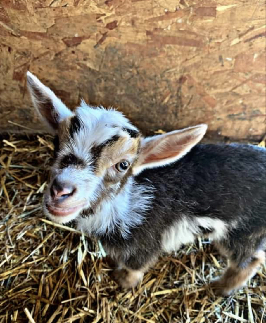 Nigerian Dwarf Goats For Sale Davenport IA Howling Acres Farms