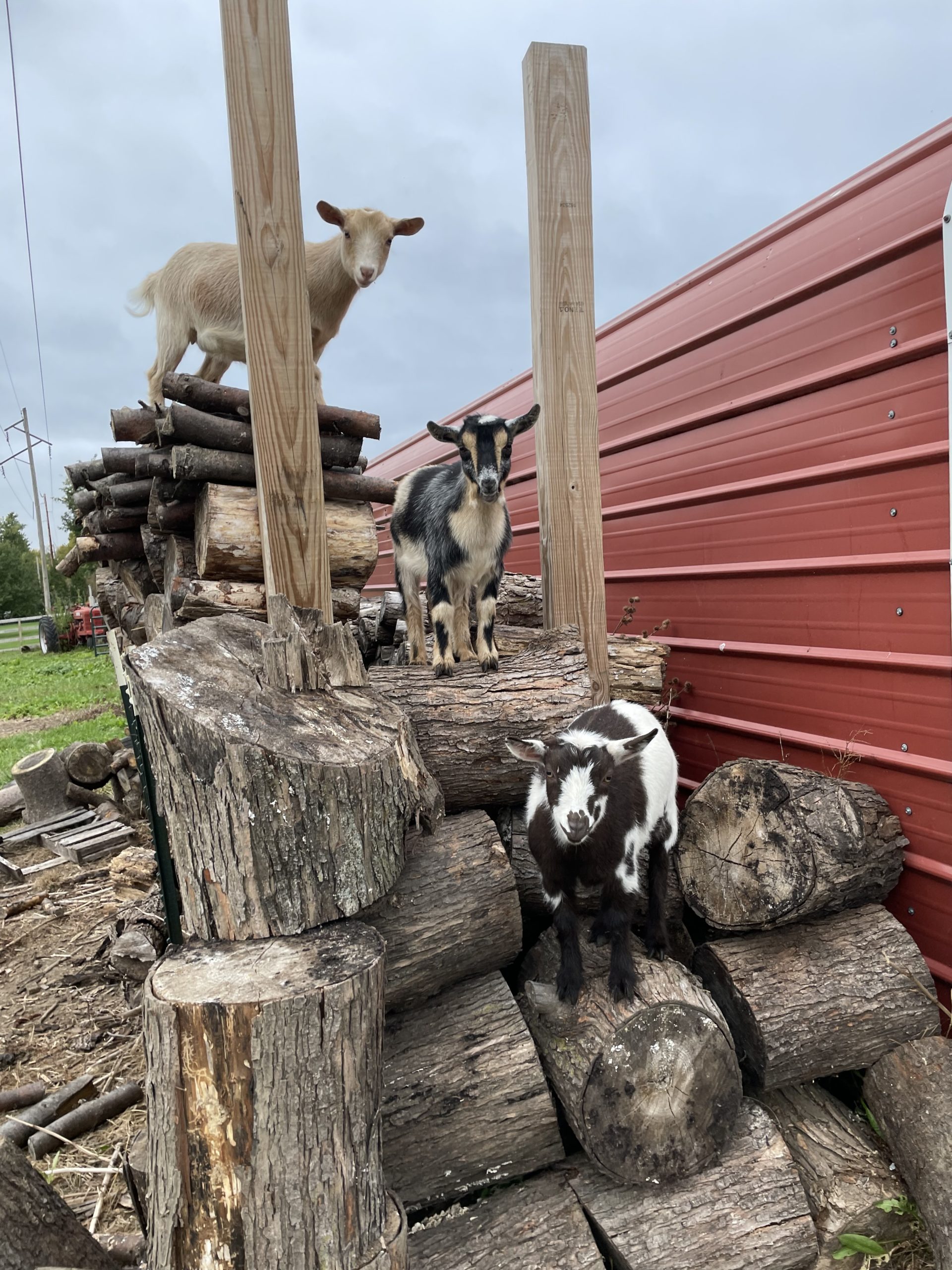Nigerian Dwarf Goats For Sale Davenport IA Howling Acres Farms