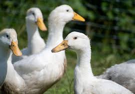 Ducks