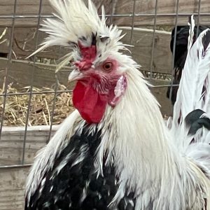 IMG_1416-scaled-qz545399g3y3x3lghe4scmcxos508eg8urvdewb9vc