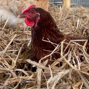 IMG_1427-scaled-qz545ejbq4djsf52nj0b6jigtelesrp0wbp767ujso