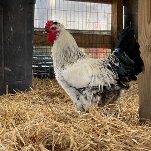 IMG_1429-scaled-qz545hcuamher90z7286w0sulk7ifv07wpnnm1qda0