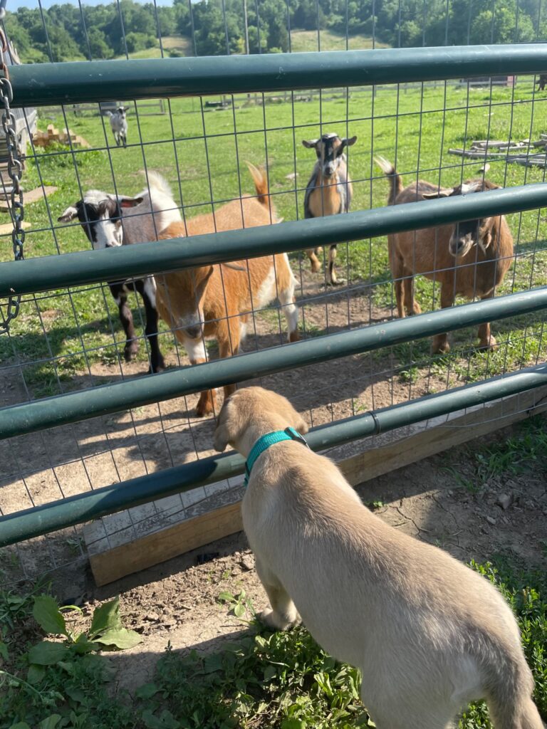 goat-dog